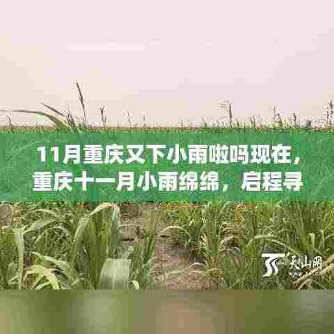 重庆十一月绵绵小雨中的心灵绿洲探寻之旅