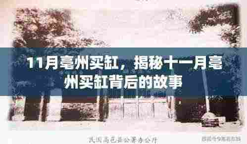 揭秘十一月亳州买缸背后的故事,探寻缸的秘密与背后的故事