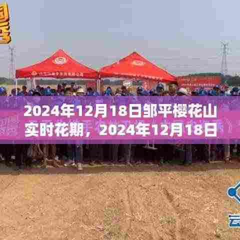 邹平樱花山实时花期报道,樱花盛开于2024年12月18日