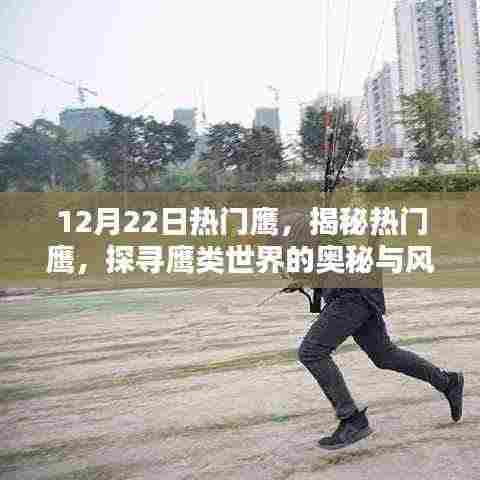 揭秘十二月二十二日热门鹰,探寻鹰类世界的奥秘与风采