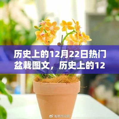 历史上的盆栽盛景,12月22日的盆栽图文回顾