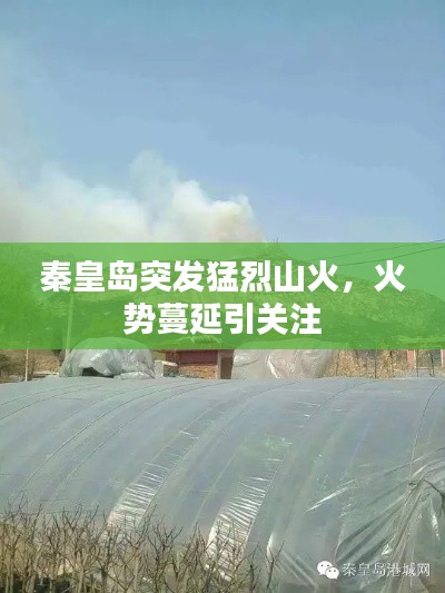 秦皇岛突发猛烈山火，火势蔓延引关注