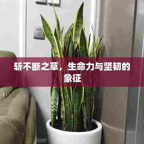 斩不断之草,生命力与坚韧的象征