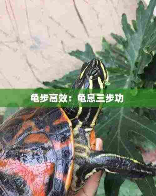 龟步高效:龟息三步功