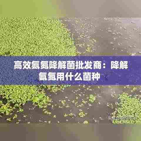 高效氨氮降解菌批发商:降解氨氮用什么菌种