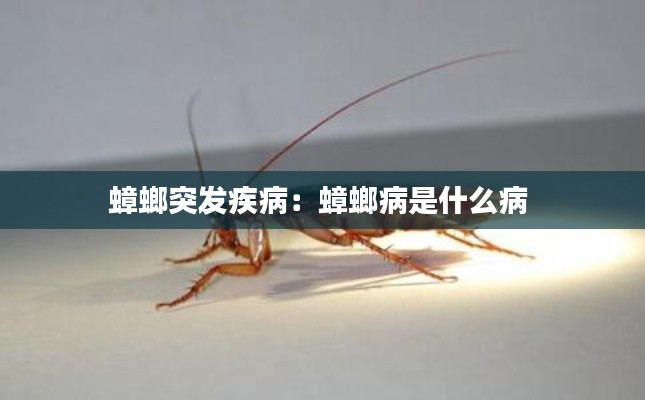 蟑螂突发疾病:蟑螂病是什么病