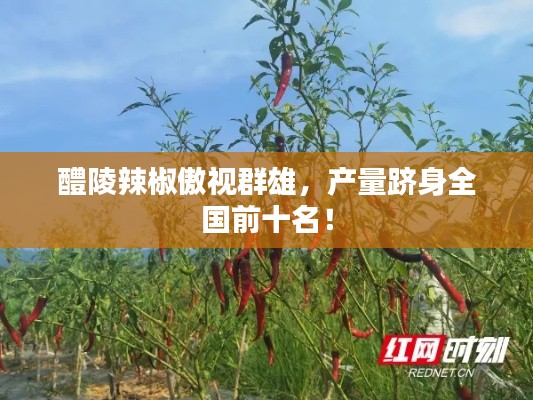 醴陵辣椒傲视群雄，产量跻身全国前十名！