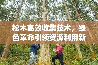 松木高效收集技术，绿色革命引领资源利用新篇章