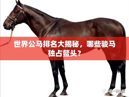 世界公马排名大揭秘,哪些骏马独占鳌头?