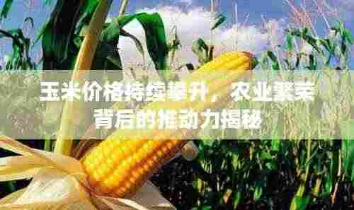 玉米价格持续攀升,农业繁荣背后的推动力揭秘