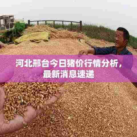 河北邢台今日猪价行情分析，最新消息速递