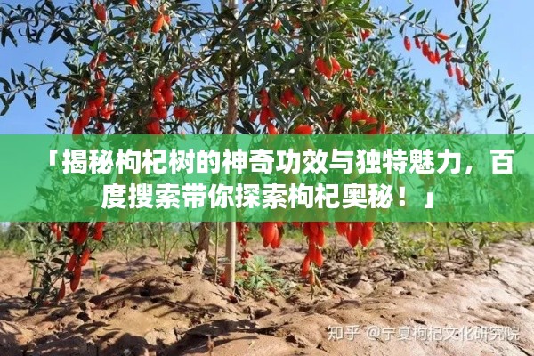 「揭秘枸杞树的神奇功效与独特魅力,百度搜索带你探索枸杞奥秘!」