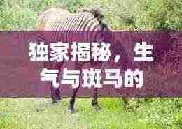 独家揭秘,生气与斑马的奇妙奇缘