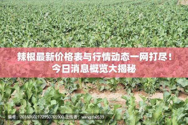 辣根最新价格表与行情动态一网打尽!今日消息概览大揭秘