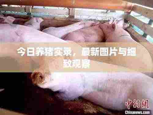 今日养猪实录,最新图片与细致观察