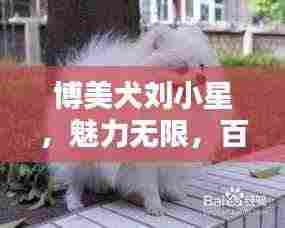 博美犬刘小星,魅力无限,百度热推新宠!