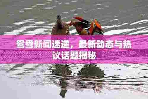 鸳鸯新闻速递，最新动态与热议话题揭秘