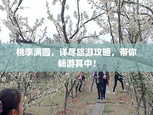 桃李满园,详尽旅游攻略,带你畅游其中!