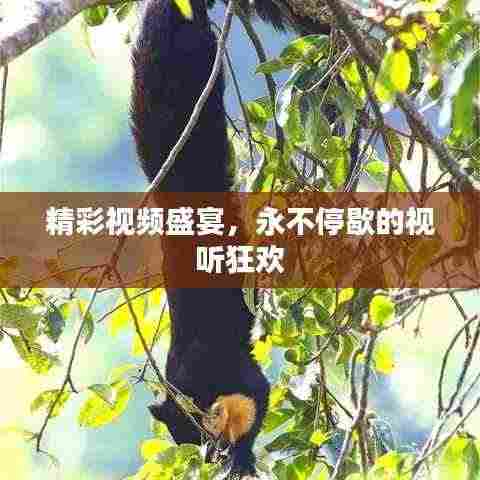 精彩视频盛宴,永不停歇的视听狂欢